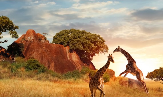 Protect the Planet