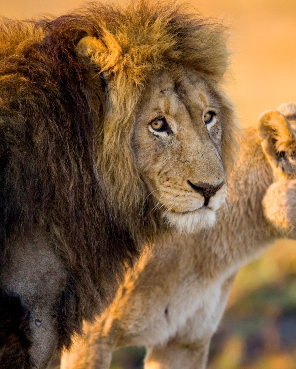 lions