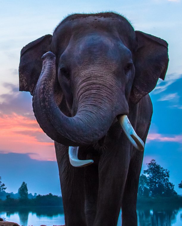 elephant